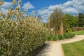 Garden Path Lined with White Apple Blossom.