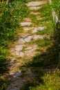 Garden path made of tiles overgrown with grass in summer Royalty Free Stock Photo