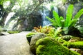 Garden path and moss on rocks with waterfall background Royalty Free Stock Photo