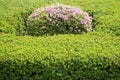 Garden Path with Topiary Landscaping