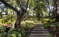 Garden Path with Tropical Plants and Trees