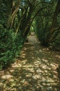 Garden and pathway with trees making a tunnel Royalty Free Stock Photo