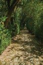 Garden and pathway with trees making a tunnel Royalty Free Stock Photo