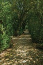 Garden and pathway with trees making a tunnel Royalty Free Stock Photo