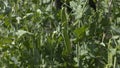 Garden pea pods hanging on the plant Royalty Free Stock Photo