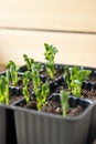 Garden pea shoots - green young plants pisum sativum in the multitray ready to transplant in the vegetable garden Royalty Free Stock Photo