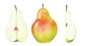 Garden pear and its parts, watercolor fruit