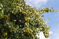 Garden pears on a tree