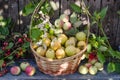 Garden pears in a wicker basket against the background of an old wooden fence