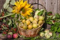 Garden pears in a wicker basket against the background of an old wooden fence