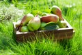 Garden pears in wooden box