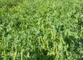 Garden peas in the field Royalty Free Stock Photo