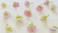 Garden peas pink flowers on beige background .Pisum sativum. constract . Royalty Free Stock Photo