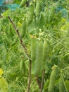 Garden peas ride and full pods ready to harvest Royalty Free Stock Photo