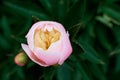 Garden peony. Pink peony bud in greenery. Gardening concept. Peony bush on the street