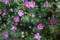 Garden perennial geranium cinereum Ballerina is a winter-hardy herbaceous shrub. Germany Royalty Free Stock Photo