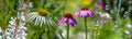 Garden with perennials Echinacea - coneflower