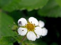 Garden pest beetle weevil on strawberry flower