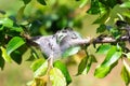 Garden pests. The caterpillar tent has cocooned a cocoon of cobwebs on a branch of a fruit tree Royalty Free Stock Photo