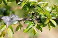 Garden pests. The caterpillar tent has cocooned a cocoon of cobwebs on a branch of a fruit tree Royalty Free Stock Photo