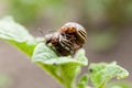 Garden pests, colorado beetle on potato field. Agriculture insect Royalty Free Stock Photo