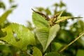 Garden pests Royalty Free Stock Photo