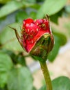 Aphids on a rose bud Royalty Free Stock Photo