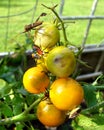 Garden bugs on cherry tomatoes