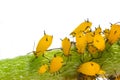 Yellow aphids close up on plant white background Royalty Free Stock Photo