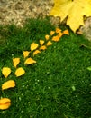 Garden petals with leaf