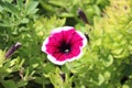 Garden Petunia