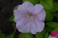 Garden petunia flower
