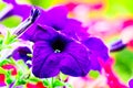 Garden petunia flower close-up