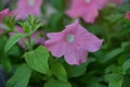 Garden petunia flower