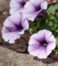 Garden Petunia, Petunia hybrida