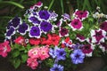 Garden petunias, Petunia hybrida purple red blue white flowers in backyard flowerbed Royalty Free Stock Photo