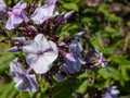 Garden Phlox (Phlox paniculata) \'Fellbacher Porzellan\' flowering with lilac flowers with darker eye