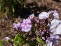 Garden Phlox (Phlox paniculata) \'Fellbacher Porzellan\' flowering with lilac flowers with darker eye