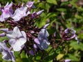 Garden Phlox (Phlox paniculata) \'Fellbacher Porzellan\' flowering with lilac flowers with darker ey