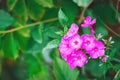 Garden Phlox Phlox paniculata, flowers of summer. Close-up, blurred background Royalty Free Stock Photo