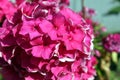 Phlox flower in the garden