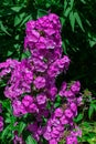 Garden phlox, Phlox paniculata, blooming