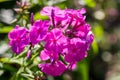 Garden Phlox Phlox paniculata, flowers of summer Royalty Free Stock Photo