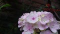 Garden Phlox Phlox paniculata flowers of summer Royalty Free Stock Photo