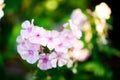 Garden phlox Phlox paniculata, vivid summer flowers. Royalty Free Stock Photo