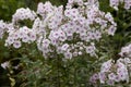 Garden phlox plants infected by Erysiphe cichoracearum fungus causing powdery mildew coating on the leaf's surface. Royalty Free Stock Photo