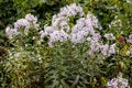 Garden phlox plants infected by Erysiphe cichoracearum fungus causing powdery mildew coating on the leaf's surface. Royalty Free Stock Photo