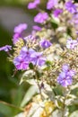 Garden phlox plants infected by Erysiphe cichoracearum fungus causing powdery mildew coating on the leaf's surface. Royalty Free Stock Photo