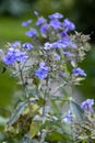 Garden phlox plants infected by Erysiphe cichoracearum fungus causing powdery mildew coating on the leaf's surface. Royalty Free Stock Photo