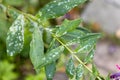 Garden phlox plants infected by Erysiphe cichoracearum fungus causing powdery mildew coating on the leaf's surface. Royalty Free Stock Photo